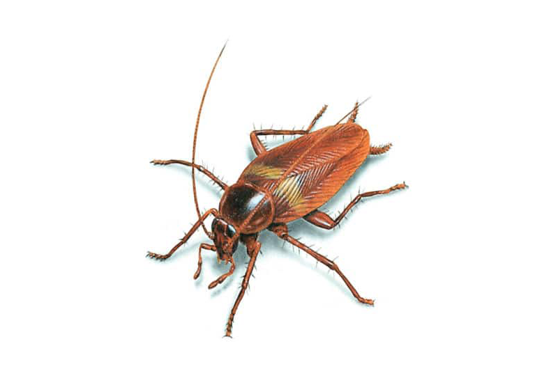 Cucaracha